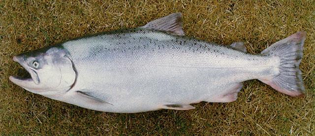 Chile, Chinook