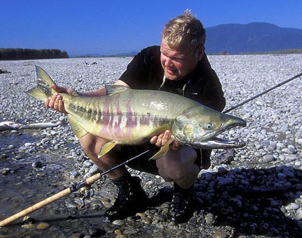 Chum salmon, 340 tis.