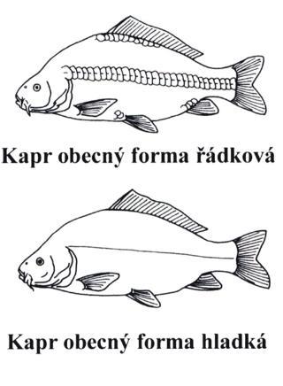 Kapr obecný (Cyprinus