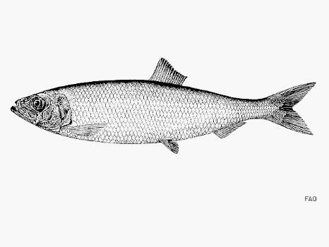 Významné mořské druhy ryb Sleďovití: tučnější svalovina, jemná chuť Sleď obecný (Clupea harengus ), Atlantic herring - 1,6 mil.
