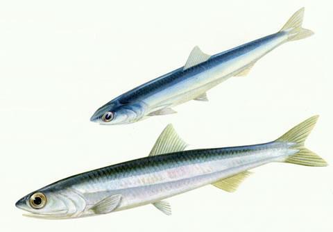 -Peruvian anchoveta, E.