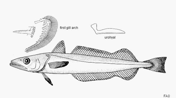 hubbsi), Argentine hake - 335 tis.