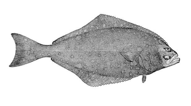 Významné mořské druhy ryb Platýsi (Pleuronectidae): jemná svalovina