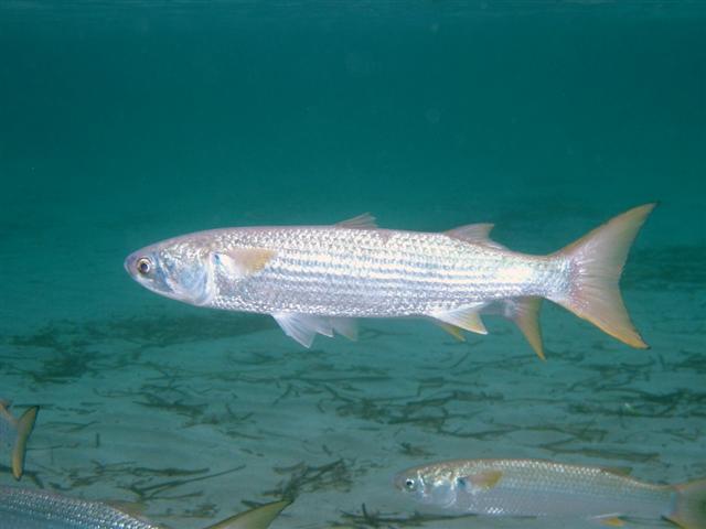 hlavatý (Mugil cephalus), Flathead grey