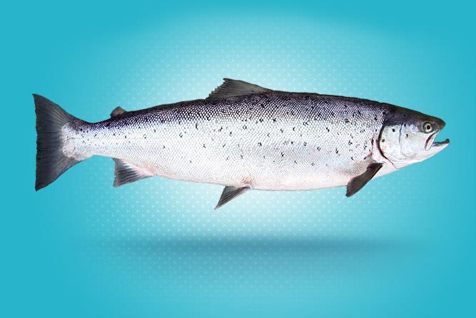 Losos obecný (Salmo salar) Ryby lososovité chov ve sladké a v mořské vodě - Chov ve speciálních zařízeních a použitím kompletních krmných směsí - V prvním roce sladkovodní
