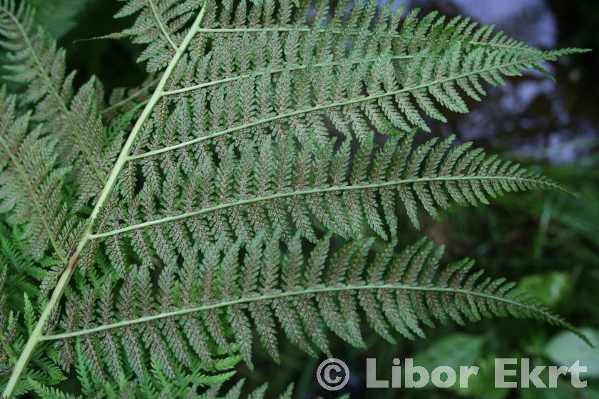 (Athyrium