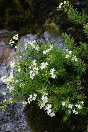 (Cerastium alsinifolium)