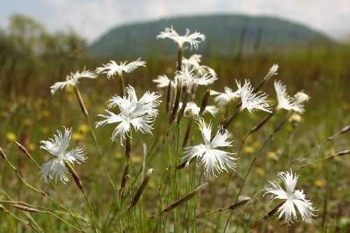 Skalní endemity Na píscích u Klenče u Roudnice nad Labem