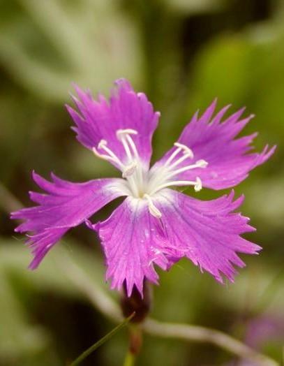 (Dianthus