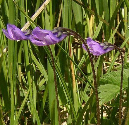 (Pinguicula