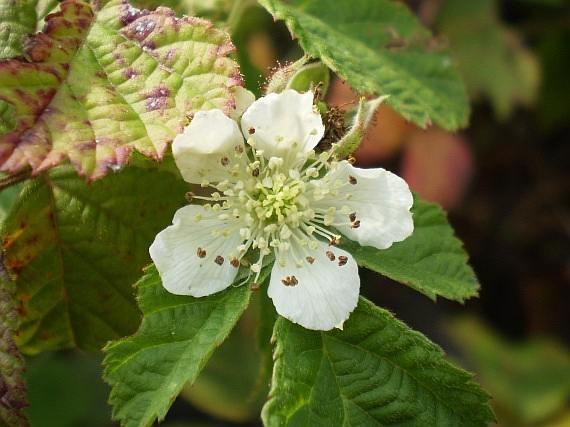 na našem území, jsou ostružiníky (Rubus sp.).