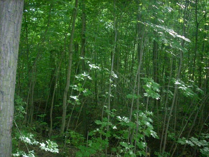 (Quercus robur) u hřiště. Obr.