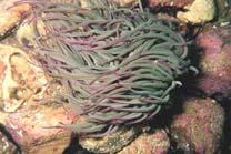 Anthozoa Hydrozoa - polypovci Cubozoa -