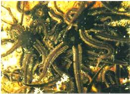 ambulakrální soustava Ophiocomina nigra hadice černá