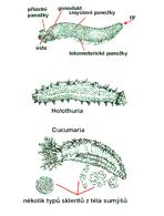 řitní otvor - 3 pásy panožek na břišní straně pohyb HOLOTHUROIDEA (sumýši) - Cuviérovy žlázy ústí