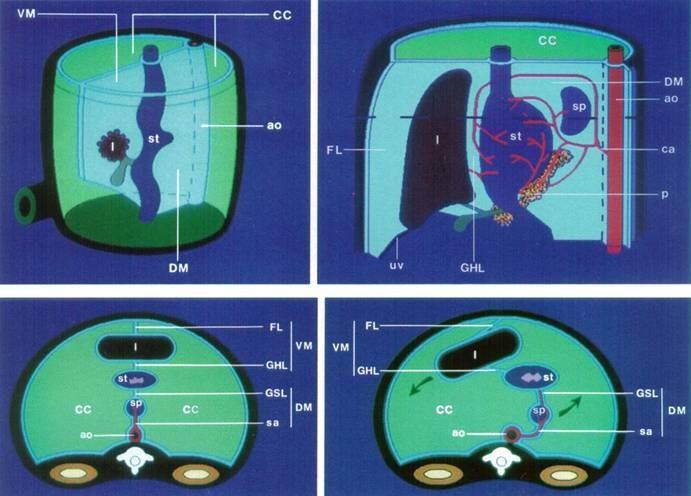 Anatomie dutiny břišní vývoj peritonea VM mesenterium ventrale FL ligamentum falciforme GHL lig.