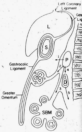 9. Omentum majus = peritoneální řasa, která začíná na curvatura major ventriculi jako pokračování ování peritoneálního obalu žaludku, přední list jde před colon transversum, klade se před