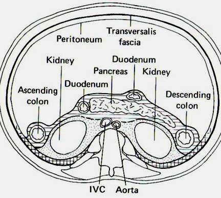 Retroperitoneální prostor Perirenální prostor (obsahuje ledviny a nadledviny) Přední pararenální