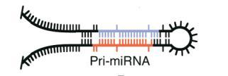 regionu (UTR), čímž dochází k represi cílových genů na úrovni stability a translace mrna 164. První mirna lin-4 byla objevena týmem Dr. Ambrose v roce 1993 u larev Caenorhabditis elegans.