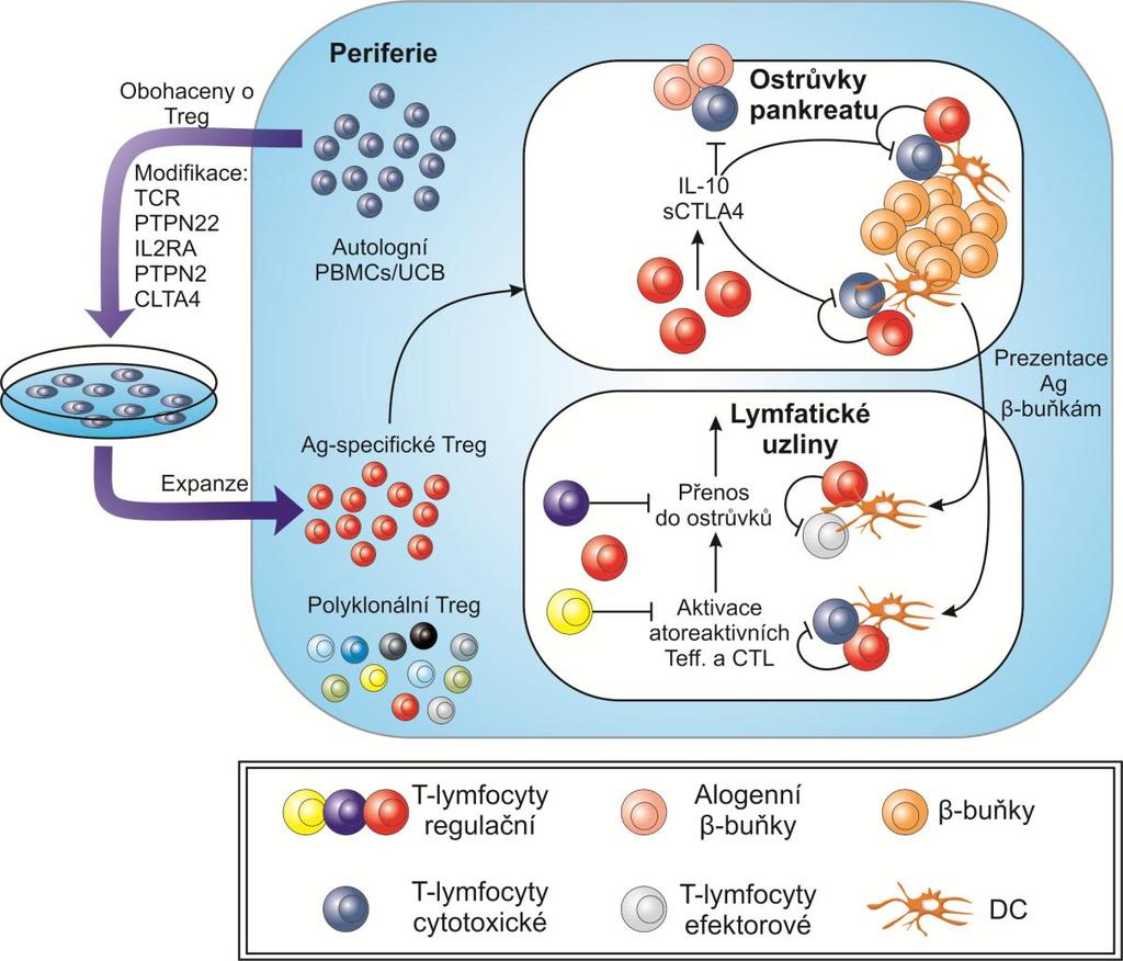 Obr. 9 Navržený mechanizmus terapie DM1 pomocí geneticky modifikovaných autologních Treg nebo Treg izolovaných z pupečníkové krve exprimujících antigen-specifické TCR receptory nebo s geneticky