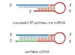 smyčkovité struktuře, které specificky rozpoznávají 3 konec zralých mirna, jak je znázorněno na Obr.