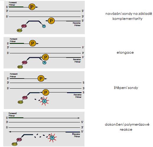 (6-karboxyfluorescein), a na 3 konec se váže zhášeč (NFQ, nonfluorescent quencher) s připojenou molekulou MGB (minor groove binder), která stabilizuje vazbu DNA-sonda a umožňuje tak použití těchto