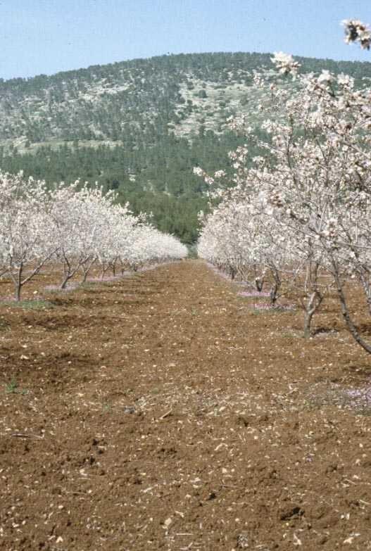 Rosaceae Amygdalus