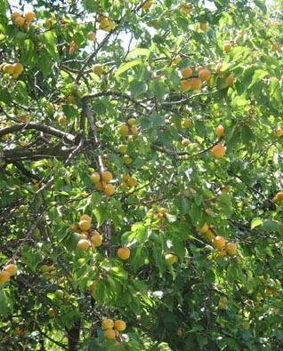 Rosaceae Armeniaca vulgaris