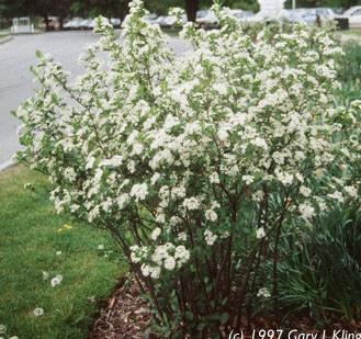 Rosaceae Aronia