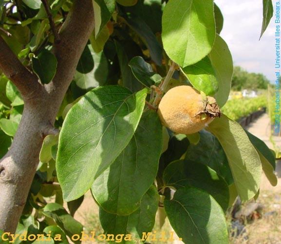 Rosaceae Cydonia oblonga