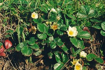 Rosaceae Fragaria - jahoda