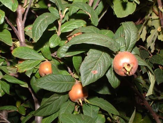 Rosaceae Mespilus germanica