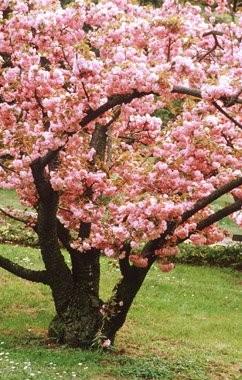 Rosaceae Persica vulgaris