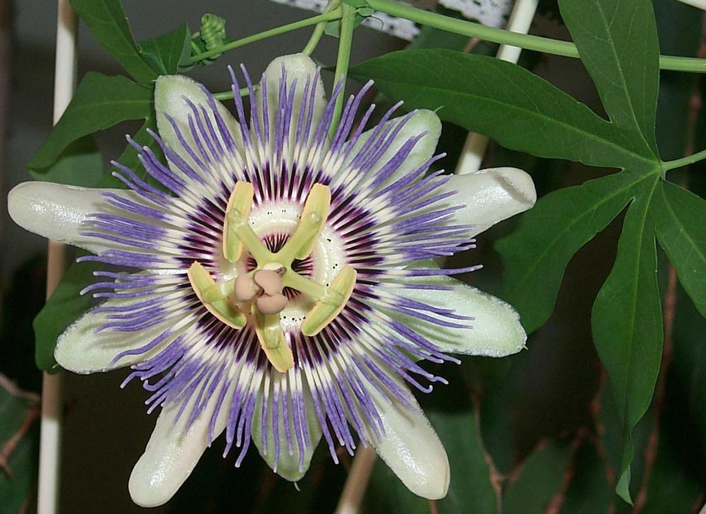 Passifloraceae Passiflora - mučenka Liány