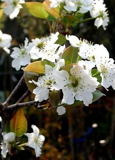 Rosaceae Pyrus -