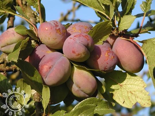 Rosaceae Prunus - slivoň Opadavý