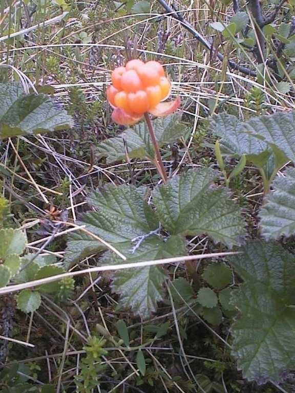 Rosaceae Rubus - ostružiník Opadavý