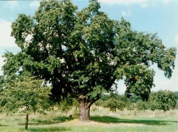 Rosaceae Sorbus - jeřáb