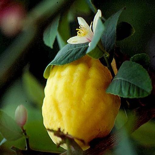 Rutaceae Citrus - citrus Stálezelené keře nebo