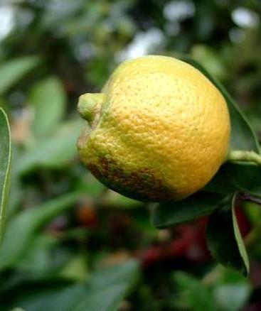 Rutaceae Citrus - citrus