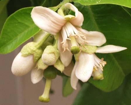 Rutaceae Citrus -