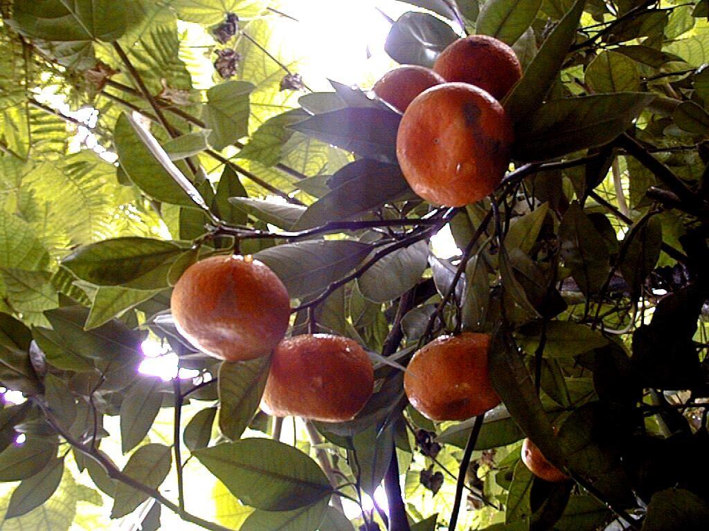 Rutaceae Citrus - citrus