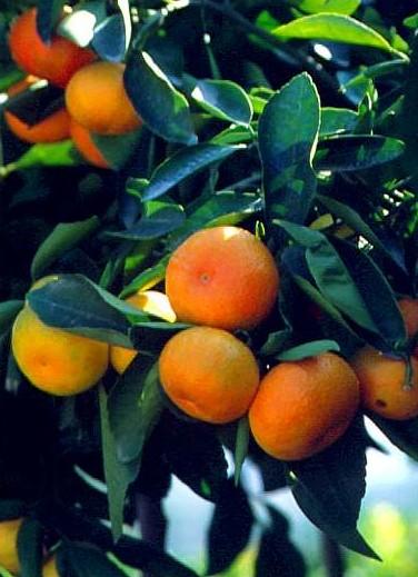 Rutaceae Citrus - citrus