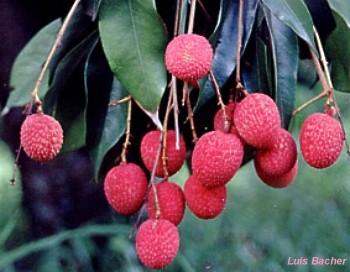 Sapindaceae Litchi