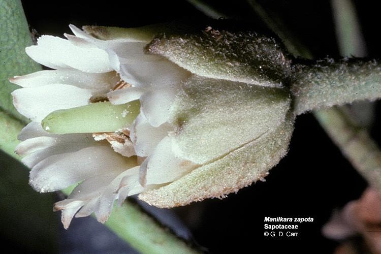 Sapotaceae