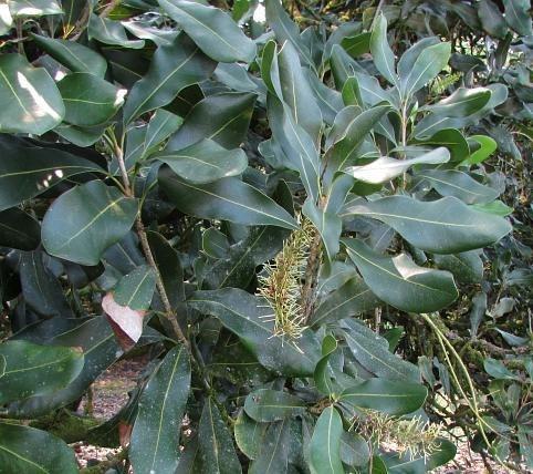 Proteaceae Macadamia