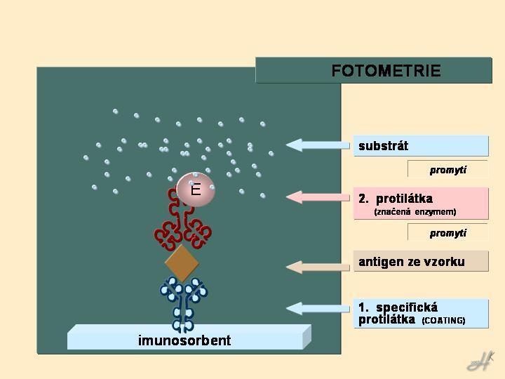 Uplatnění ELISY stanovení sérové koncentrace specifických protilátek (borelióza, tetanus, hepatitída),