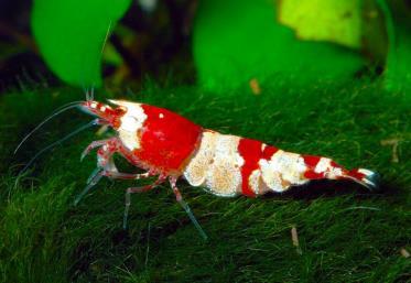 Caridina