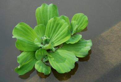 Pistia babelka