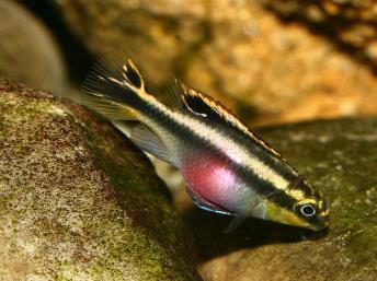 Pelvicachromis